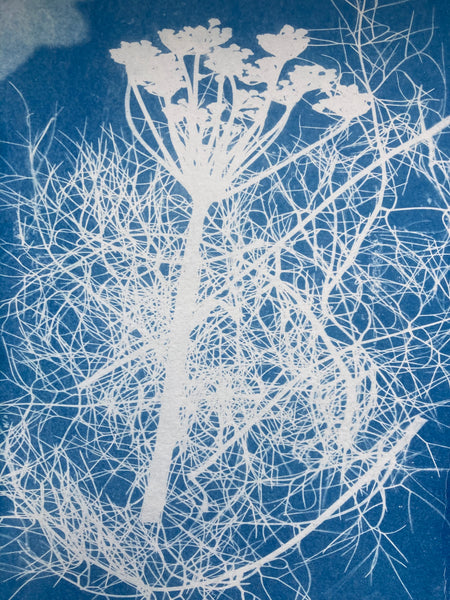 230429a|29th April 2023|Cyanotype Taster